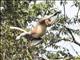 Proboscis Monkey (Nasalis larvatus) - Male