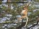 Proboscis Monkey (Nasalis larvatus)