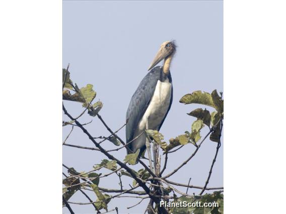 Lesser Adjutant (Leptoptilos javanicus)