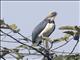 Lesser Adjutant (Leptoptilos javanicus)