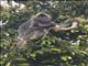 Silvered Leaf Monkey (Trachypithecus cristatus)