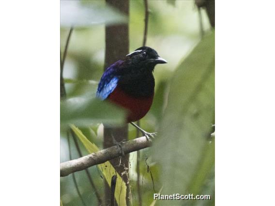 Black-crowned Pitta (Erythropitta ussheri)