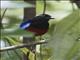 Black-crowned Pitta (Erythropitta ussheri)