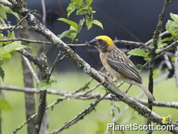 Baya Weaver (Ploceus philippinus)