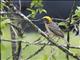 Baya Weaver (Ploceus philippinus)