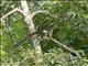 Cream-colored Giant Squirrel (Ratufa affinis)