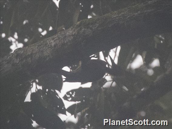 Crimson-winged Woodpecker (Picus puniceus)