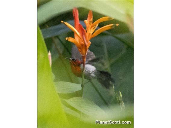 Crimson Sunbird (Aethopyga siparaja)