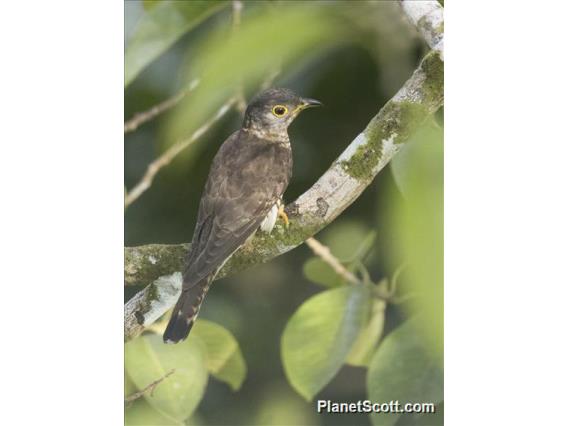 Indian Cuckoo (Cuculus micropterus)