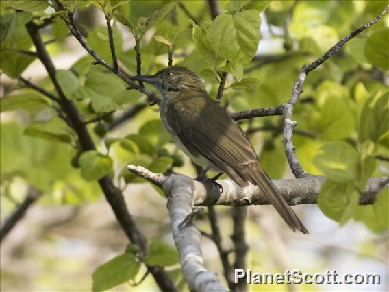 Streaked Bulbul (Ixos malaccensis)