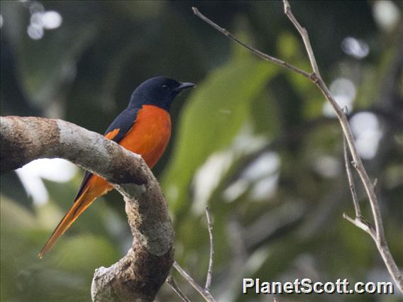 Fiery Minivet (Pericrocotus igneus)