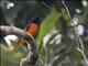 Fiery Minivet (Pericrocotus igneus)