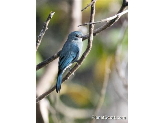 Pale Blue-Flycatcher (Cyornis unicolor)