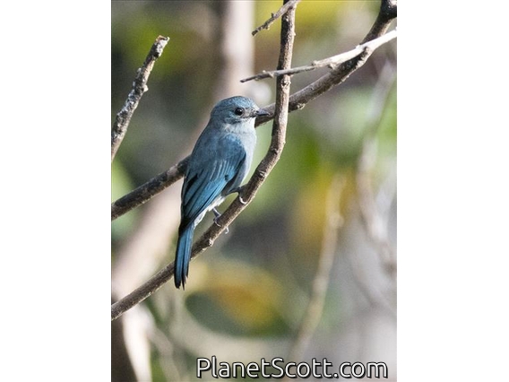 Verditer Flycatcher (Eumyias thalassinus)