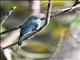 Pale Blue-Flycatcher (Cyornis unicolor)