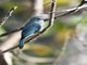 Verditer Flycatcher (Eumyias thalassinus)