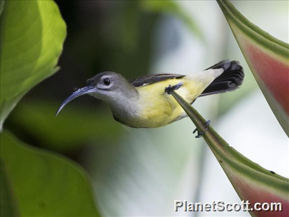 Little Spiderhunter (Arachnothera longirostra)