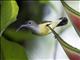 Little Spiderhunter (Arachnothera longirostra)