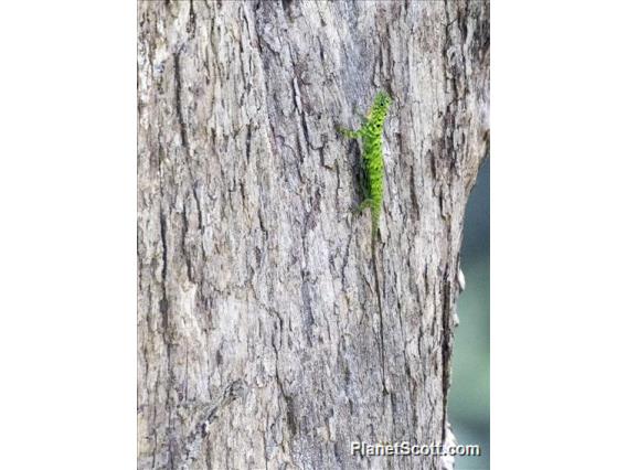 Bornean Flying Dragon (Draco cornutus)