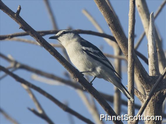 Pied Triller (Lalage nigra)