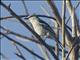 Pied Triller (Lalage nigra)