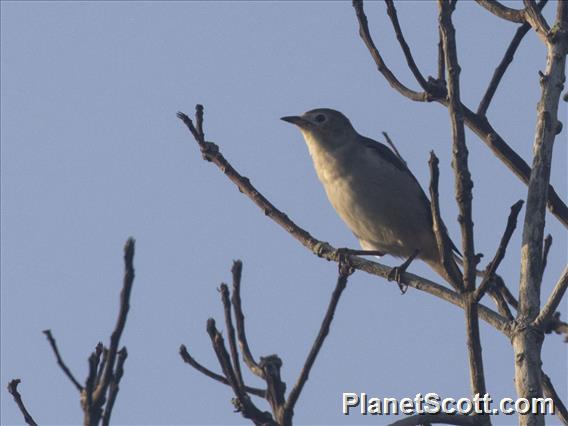 Hairy-backed Bulbul (Tricholestes criniger)