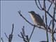 Hairy-backed Bulbul (Tricholestes criniger)