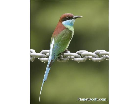 Blue-throated Bee-eater (Merops viridis)