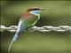 Blue-throated Bee-eater (Merops viridis)