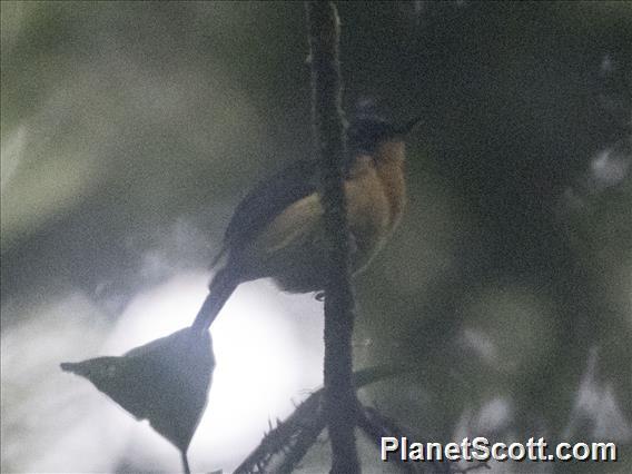 Bornean Blue-Flycatcher (Cyornis superbus)