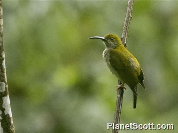 Bornean Spiderhunter (Arachnothera everetti)