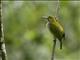 Bornean Spiderhunter (Arachnothera everetti)