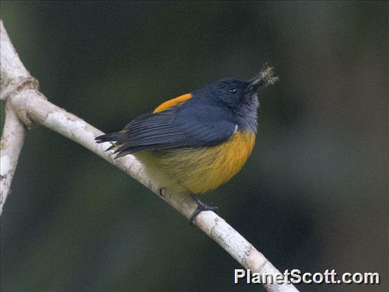 Orange-bellied Flowerpecker (Dicaeum trigonostigma)