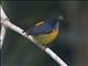 Orange-bellied Flowerpecker (Dicaeum trigonostigma)