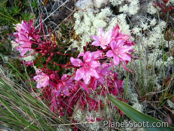 Roraima Tarflower (Bejaria imthurnii)