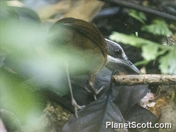 Bornean Black-capped Babbler (Pellorneum capistratoides)