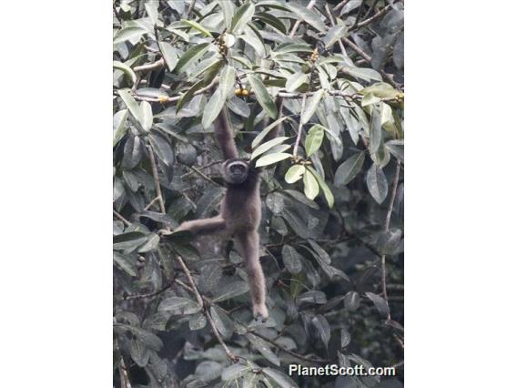 Eastern Gray Gibbon (Hylobates funereus)