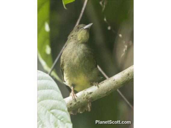 Finsch's Bulbul (Iole finschii)