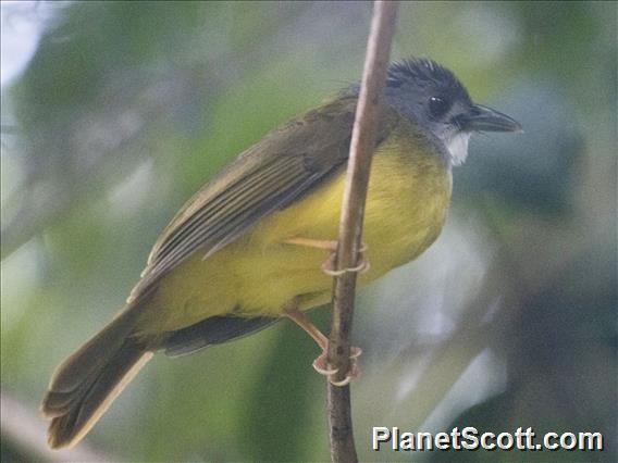 Yellow-bellied Bulbul (Alophoixus phaeocephalus)