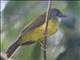 Yellow-bellied Bulbul (Alophoixus phaeocephalus)