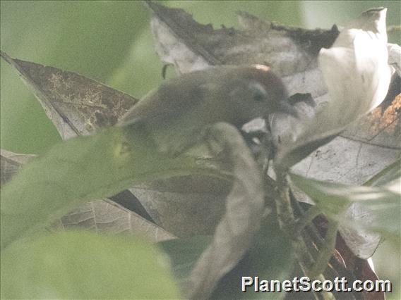 Rufous-fronted Babbler (Cyanoderma rufifrons)