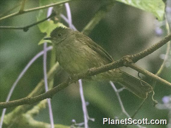 Spectacled Bulbul (Rubigula erythropthalmos)