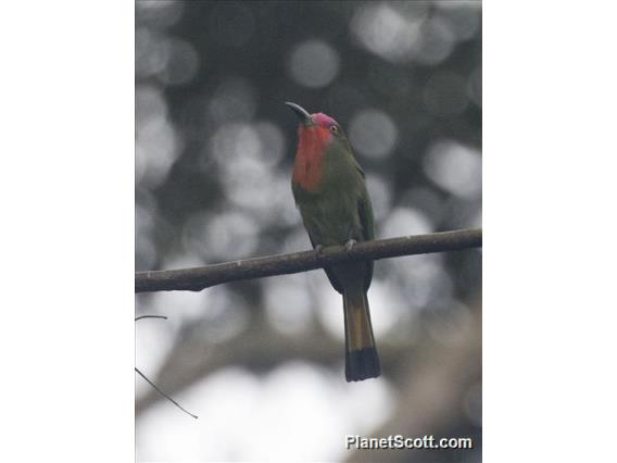 Red-bearded Bee-eater (Nyctyornis amictus)