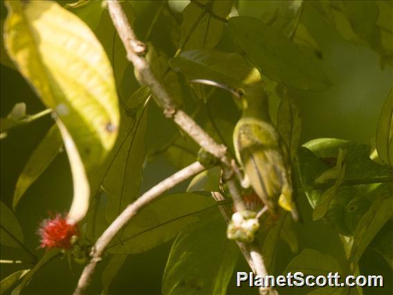 Yellow-eared Spiderhunter (Arachnothera chrysogenys)