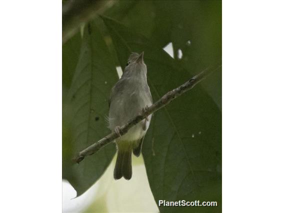 White-bellied Erpornis (Erpornis zantholeuca)