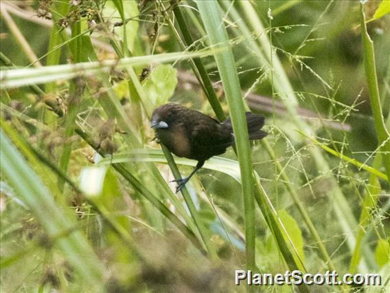 Dusky Munia (Lonchura fuscans)