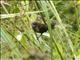 Dusky Munia (Lonchura fuscans)