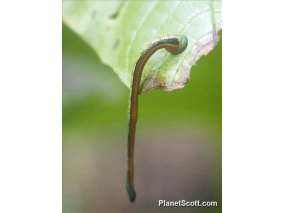 Tiger Leech (Haemadipsa picta)