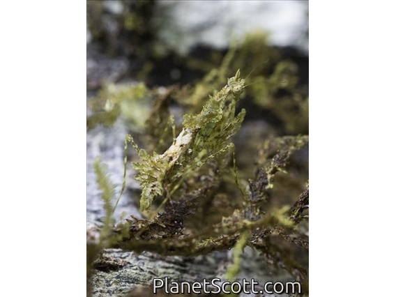 Haanid Mantis (Haania ssp)
