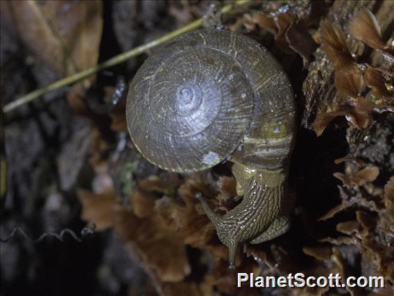 Borneo Land Snail (Rectartemon sp)